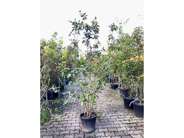 4x wollige sneeuwbal viburnum lantana, sierheester, rode herfstkleur, ca. 175 cm hoog - afbeelding 2 van  4