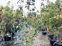 4x wollige sneeuwbal viburnum lantana, sierheester, rode herfstkleur, ca. 175 cm hoog - afbeelding 2 van  4