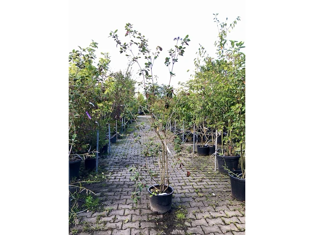 4x wollige sneeuwbal viburnum lantana, sierheester, rode herfstkleur, ca. 175 cm hoog - afbeelding 3 van  4