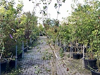 4x wollige sneeuwbal viburnum lantana, sierheester, rode herfstkleur, ca. 175 cm hoog - afbeelding 3 van  4