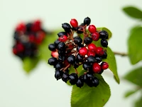 4x wollige sneeuwbal viburnum lantana, sierheester, rode herfstkleur, ca. 175 cm hoog - afbeelding 4 van  4