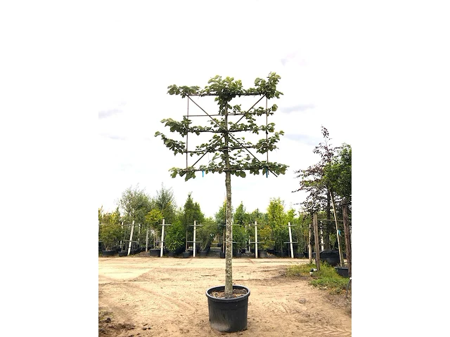 4x zilverlinde tilia 'brabant', leiboom, ca. 200 cm stamhoogte - afbeelding 1 van  4