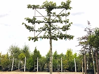 4x zilverlinde tilia 'brabant', leiboom, ca. 200 cm stamhoogte - afbeelding 1 van  4