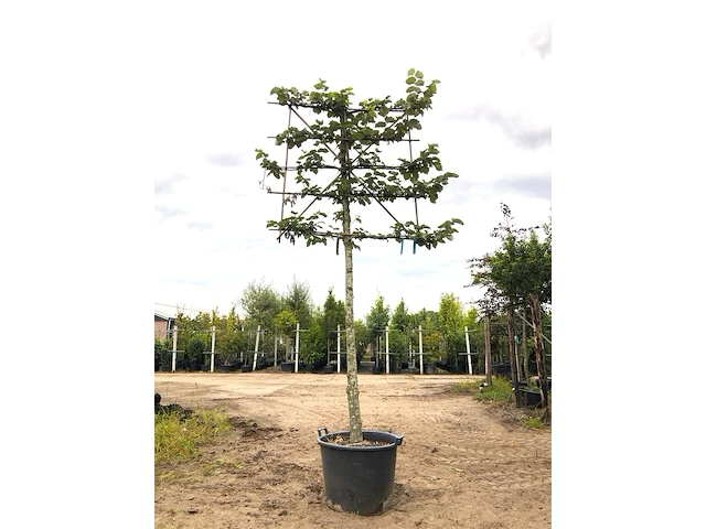 4x zilverlinde tilia 'brabant', leiboom, ca. 200 cm stamhoogte - afbeelding 2 van  4