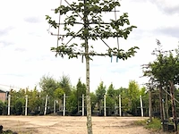 4x zilverlinde tilia 'brabant', leiboom, ca. 200 cm stamhoogte - afbeelding 2 van  4