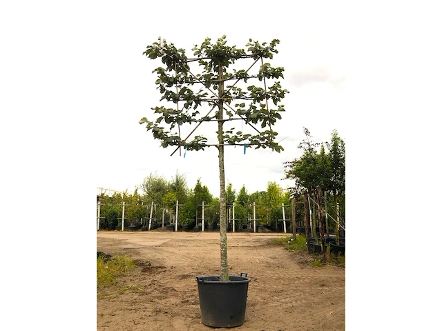 4x zilverlinde tilia 'brabant', leiboom, ca. 200 cm stamhoogte - afbeelding 3 van  4