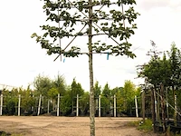 4x zilverlinde tilia 'brabant', leiboom, ca. 200 cm stamhoogte - afbeelding 3 van  4