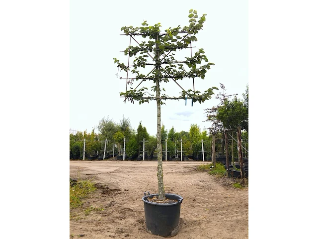 4x zilverlinde tilia 'brabant', leiboom, ca. 200 cm stamhoogte - afbeelding 4 van  4