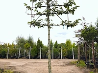 4x zilverlinde tilia 'brabant', leiboom, ca. 200 cm stamhoogte - afbeelding 4 van  4