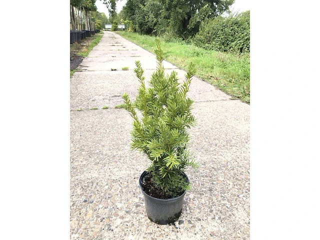 500x venijnboom taxus 'densiformis', haagplant, wintergroen, ca. 100 m1 haag - afbeelding 1 van  3
