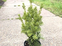 500x venijnboom taxus 'densiformis', haagplant, wintergroen, ca. 100 m1 haag - afbeelding 1 van  3