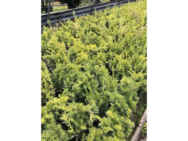 500x venijnboom taxus 'densiformis', haagplant, wintergroen, ca. 100 m1 haag - afbeelding 2 van  3