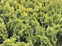 500x venijnboom taxus 'densiformis', haagplant, wintergroen, ca. 100 m1 haag - afbeelding 2 van  3