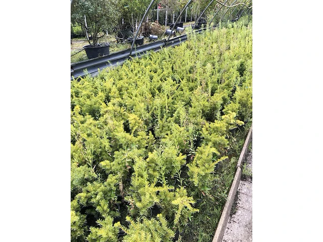 500x venijnboom taxus 'densiformis', haagplant, wintergroen, ca. 100 m1 haag - afbeelding 3 van  3