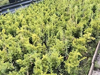 500x venijnboom taxus 'densiformis', haagplant, wintergroen, ca. 100 m1 haag - afbeelding 3 van  3
