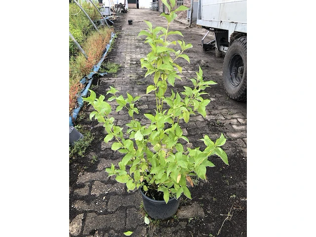 50x bosplantsoen euonymus, viburnum, amelanchier, cornus, aronia, sierheester, ca. 60-100 cm hoog - afbeelding 1 van  5