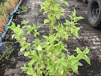 50x bosplantsoen euonymus, viburnum, amelanchier, cornus, aronia, sierheester, ca. 60-100 cm hoog - afbeelding 1 van  5