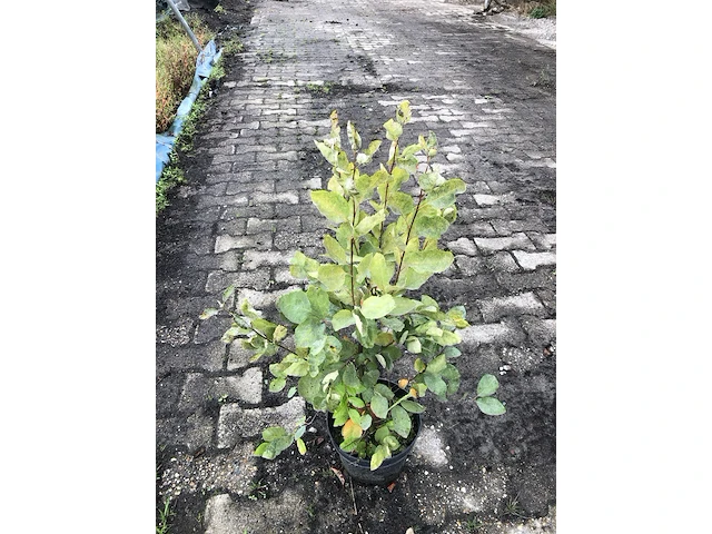 50x bosplantsoen euonymus, viburnum, amelanchier, cornus, aronia, sierheester, ca. 60-100 cm hoog - afbeelding 2 van  5