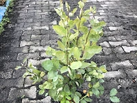 50x bosplantsoen euonymus, viburnum, amelanchier, cornus, aronia, sierheester, ca. 60-100 cm hoog - afbeelding 2 van  5