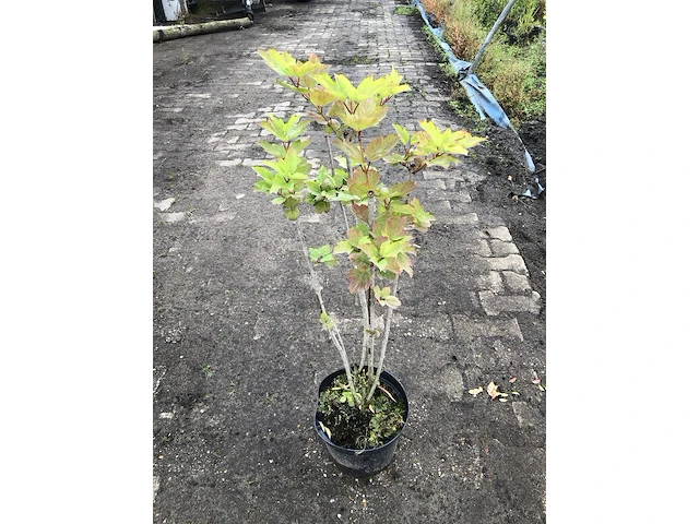 50x bosplantsoen euonymus, viburnum, amelanchier, cornus, aronia, sierheester, ca. 60-100 cm hoog - afbeelding 3 van  5