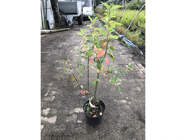 50x bosplantsoen euonymus, viburnum, amelanchier, cornus, aronia, sierheester, ca. 60-100 cm hoog - afbeelding 4 van  5