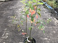 50x bosplantsoen euonymus, viburnum, amelanchier, cornus, aronia, sierheester, ca. 60-100 cm hoog - afbeelding 4 van  5