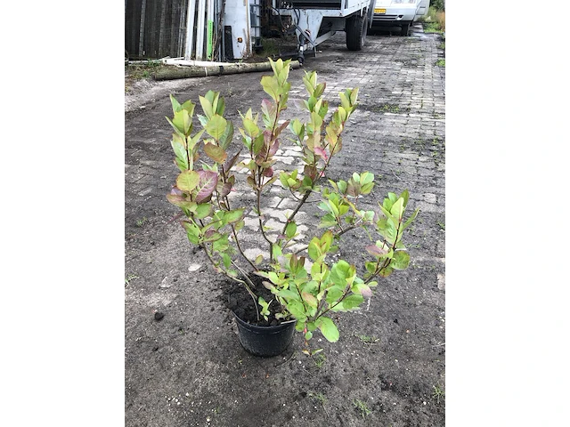 50x bosplantsoen euonymus, viburnum, amelanchier, cornus, aronia, sierheester, ca. 60-100 cm hoog - afbeelding 5 van  5