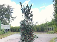 50x hulst ilex 'blue maid/prince', haagplant, wintergroen, ca. 125-150 cm hoog - afbeelding 1 van  5