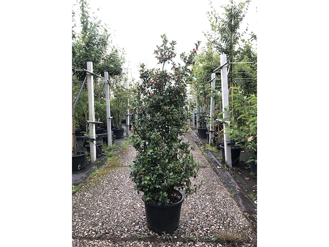 50x hulst ilex 'blue maid/prince', haagplant, wintergroen, ca. 125-150 cm hoog - afbeelding 2 van  5