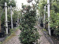 50x hulst ilex 'blue maid/prince', haagplant, wintergroen, ca. 125-150 cm hoog - afbeelding 2 van  5
