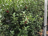50x hulst ilex 'blue maid/prince', haagplant, wintergroen, ca. 125-150 cm hoog - afbeelding 3 van  5