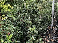 50x hulst ilex 'blue maid/prince', haagplant, wintergroen, ca. 125-150 cm hoog - afbeelding 4 van  5