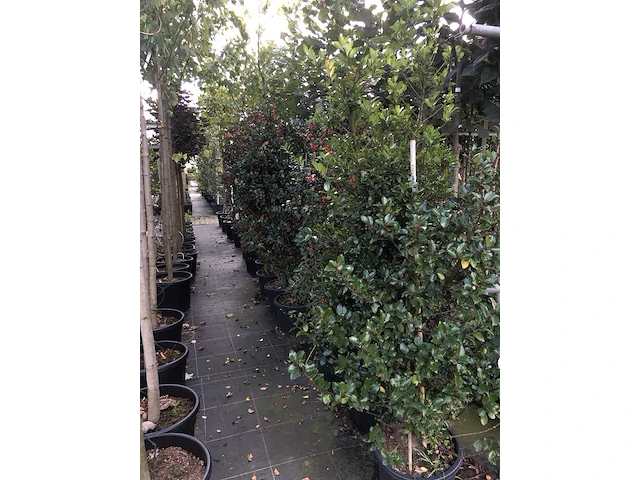 50x hulst ilex 'blue maid/prince', haagplant, wintergroen, ca. 125-150 cm hoog - afbeelding 5 van  5