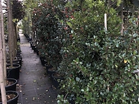 50x hulst ilex 'blue maid/prince', haagplant, wintergroen, ca. 125-150 cm hoog - afbeelding 5 van  5
