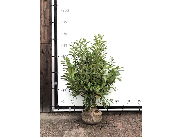 50x laurierkers prunus 'novita', haagplant, wintergroen, ca. 35 m1 haag - afbeelding 1 van  2