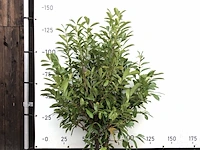 50x laurierkers prunus 'novita', haagplant, wintergroen, ca. 35 m1 haag - afbeelding 1 van  2