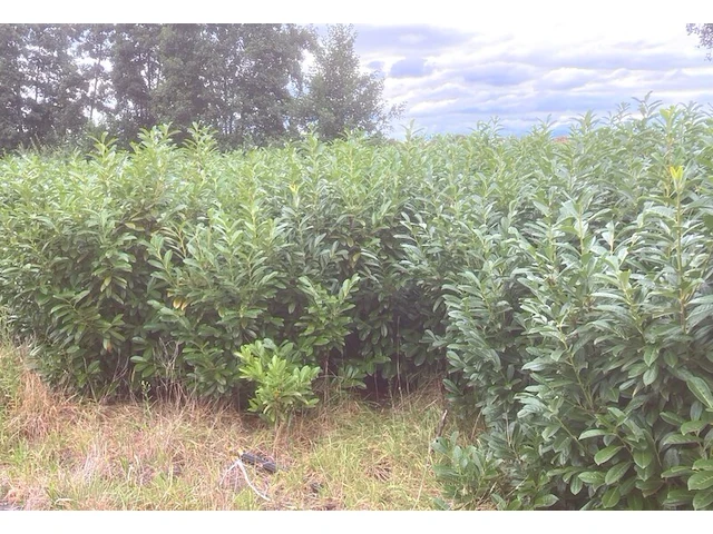 50x laurierkers prunus 'novita', haagplant, wintergroen, ca. 35 m1 haag - afbeelding 2 van  2