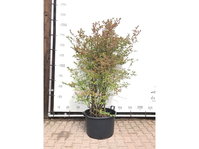 5x blauwe bes vaccinium 'bluecrop', fruitstruik, vruchtdragend, ca. 200 cm hoog - afbeelding 1 van  3