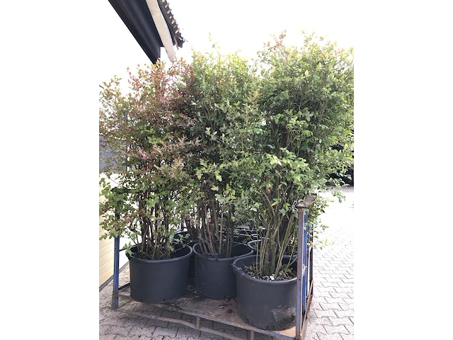 5x blauwe bes vaccinium 'bluecrop', fruitstruik, vruchtdragend, ca. 200 cm hoog - afbeelding 2 van  3