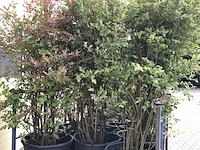 5x blauwe bes vaccinium 'bluecrop', fruitstruik, vruchtdragend, ca. 200 cm hoog - afbeelding 2 van  3