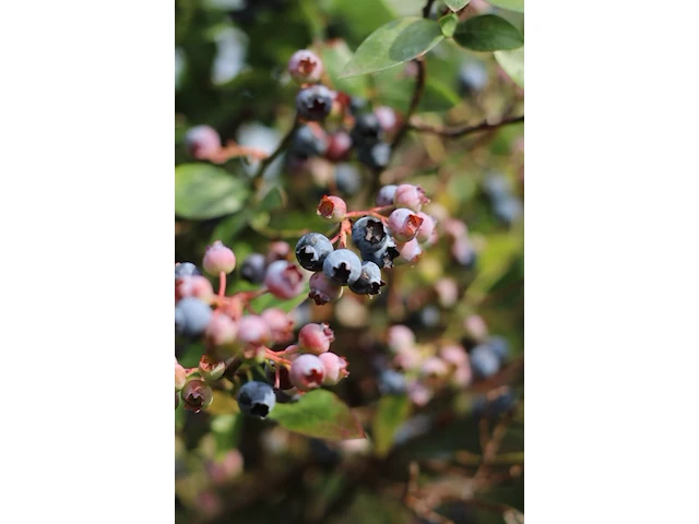 5x blauwe bes vaccinium 'bluecrop', fruitstruik, vruchtdragend, ca. 200 cm hoog - afbeelding 3 van  3