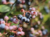 5x blauwe bes vaccinium 'bluecrop', fruitstruik, vruchtdragend, ca. 200 cm hoog - afbeelding 3 van  3