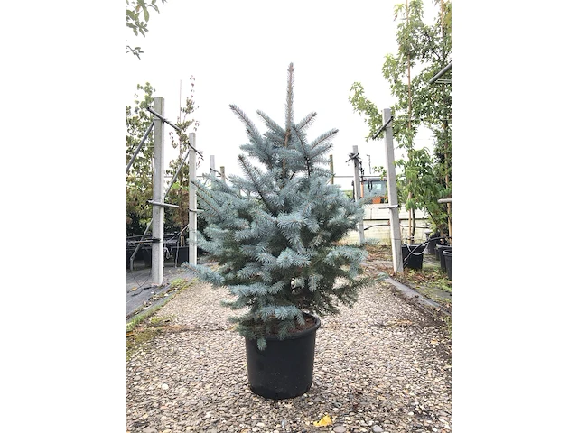 5x blauwspar picea 'super blue', naaldboom, wintergroen, ca. 100 cm hoog - afbeelding 1 van  2