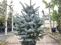 5x blauwspar picea 'super blue', naaldboom, wintergroen, ca. 100 cm hoog - afbeelding 1 van  2