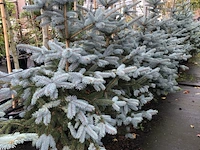 5x blauwspar picea 'super blue', naaldboom, wintergroen, ca. 100 cm hoog - afbeelding 2 van  2