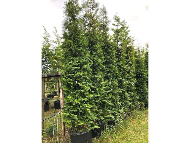 5x conifeer thuja 'brabant', haagplant, wintergroen, ca. 300-350 cm hoog - afbeelding 2 van  2