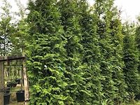 5x conifeer thuja 'brabant', haagplant, wintergroen, ca. 300-350 cm hoog - afbeelding 2 van  2