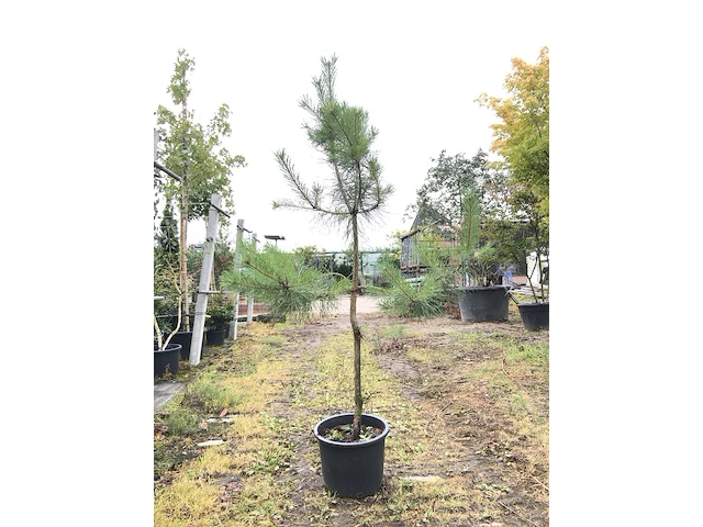 5x grove den pinus sylvestris, naaldboom, wintergroen, ca. 150 cm hoog - afbeelding 1 van  3