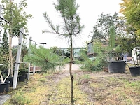 5x grove den pinus sylvestris, naaldboom, wintergroen, ca. 150 cm hoog - afbeelding 1 van  3