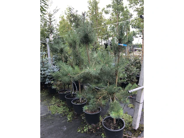5x grove den pinus sylvestris, naaldboom, wintergroen, ca. 150 cm hoog - afbeelding 2 van  3